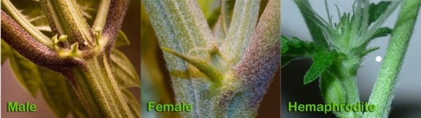 Beginners Guide To Growing Cannabis Best Seed Bank