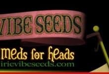 Irie vibe seeds
