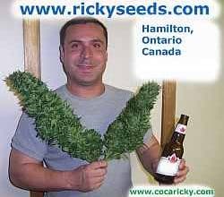 Ricky seeds