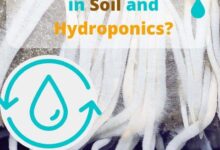 Mycorrhizae in Soil and Hydroponics