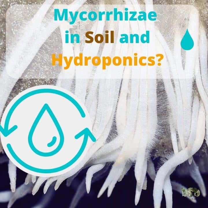 Mycorrhizae in Soil and Hydroponics