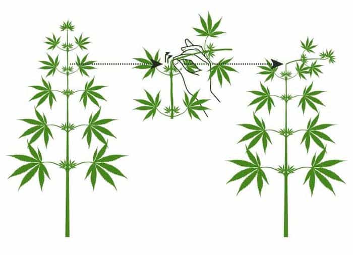 обрезка марихуаны во время цветения