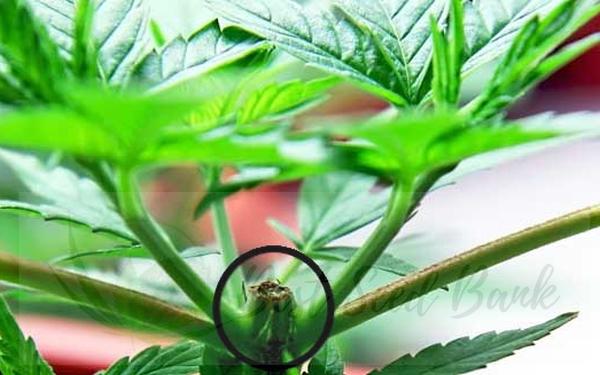  Topping Your Marijuana Plants