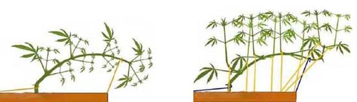 Tying Down Your Cannabis Plants
