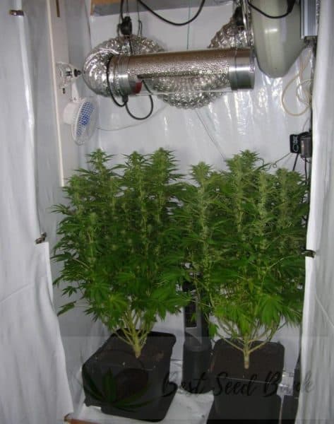 Cannabis grow tent with air cooled light