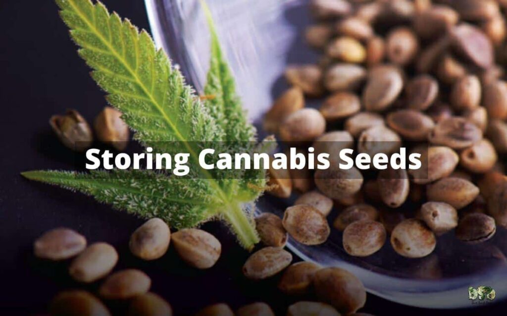 Storing Cannabis Seeds for years - Best Seed Bank June 2024