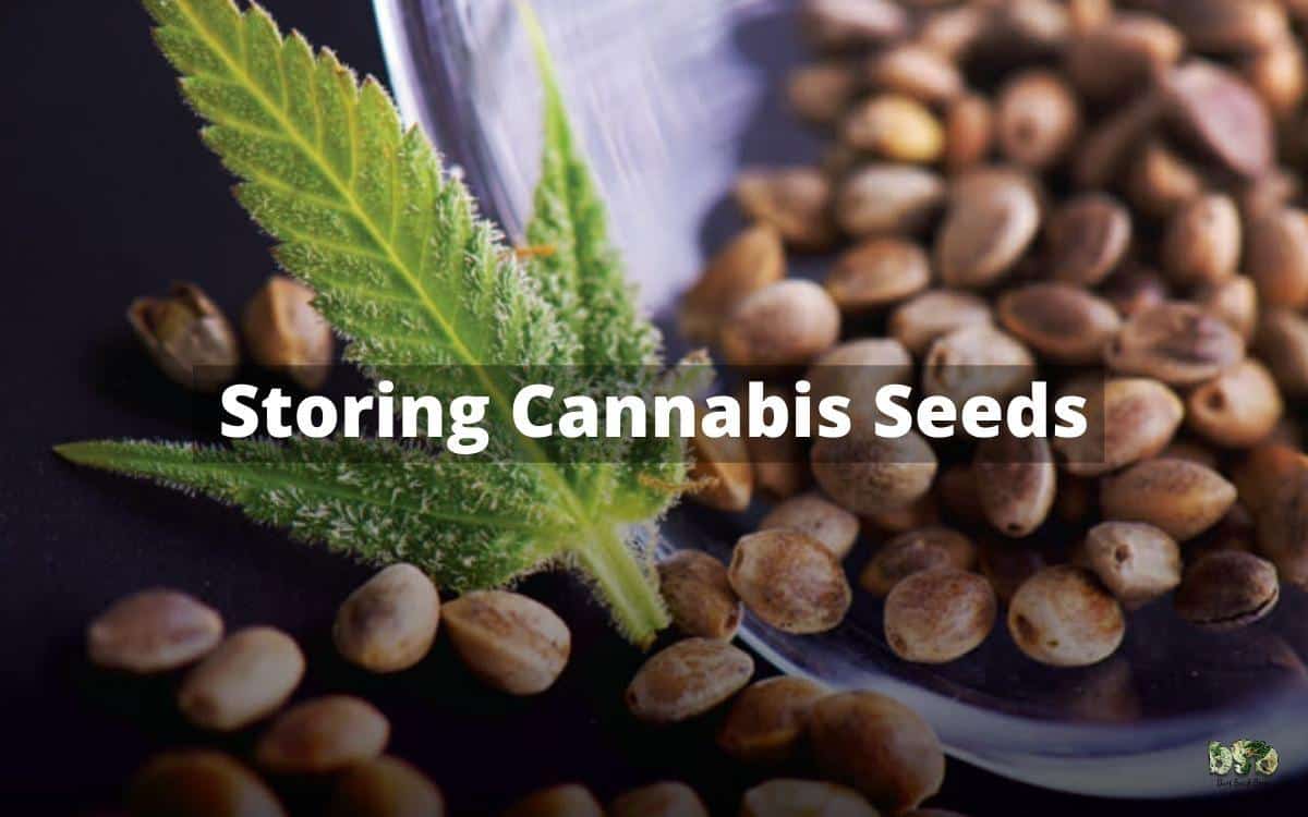Storing Cannabis Seeds
