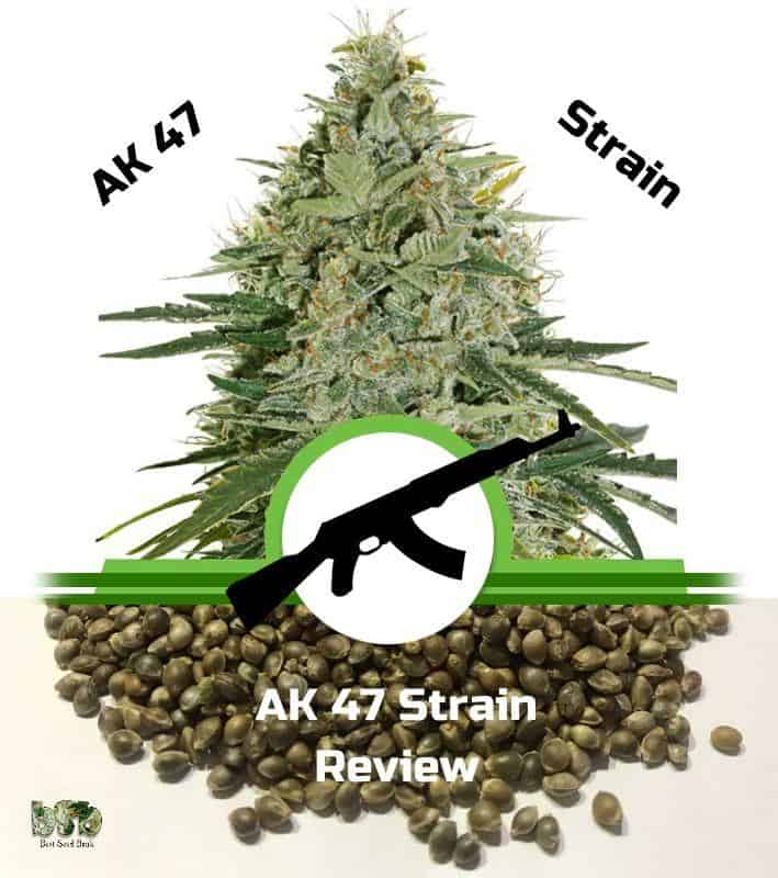 AK47 Strain Review