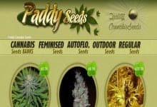 Paddy Seeds Review