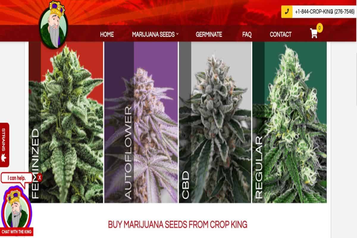 Crop King Seeds Review
