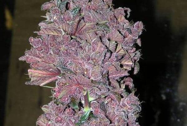 Heath Robinson's Black Rose grown by Dr Load