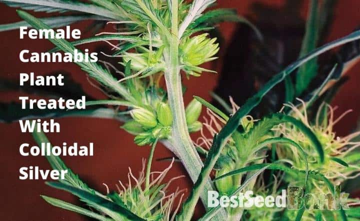 Female Cannabis Plant Treated Wіth Colloidal Silver