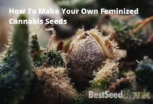 making your own feminized cannabis seeds
