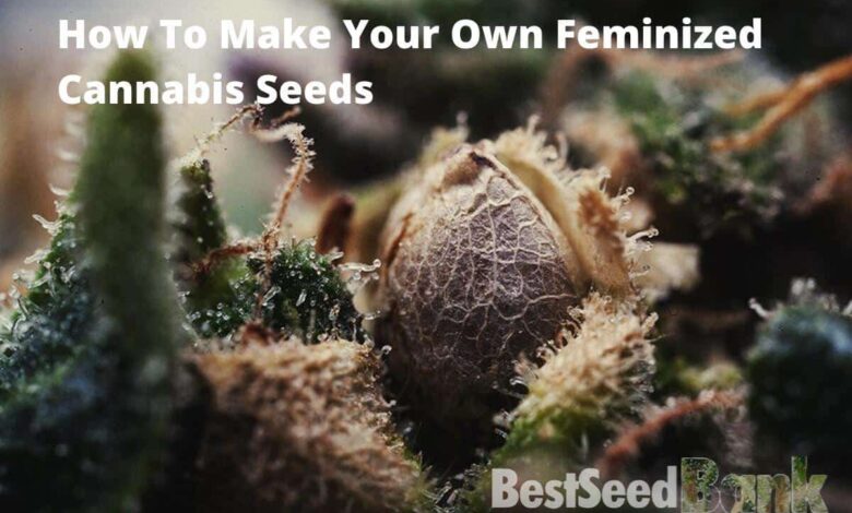 making your own feminized cannabis seeds