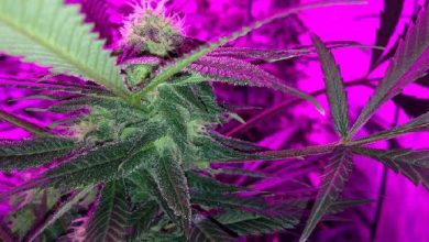 Best Spectrum - LED grow lights for cannabis plants