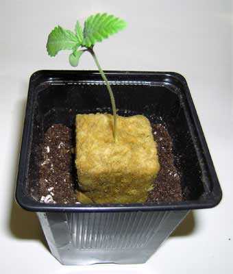 Tips for using Rockwool cubes for growing in hydroponics