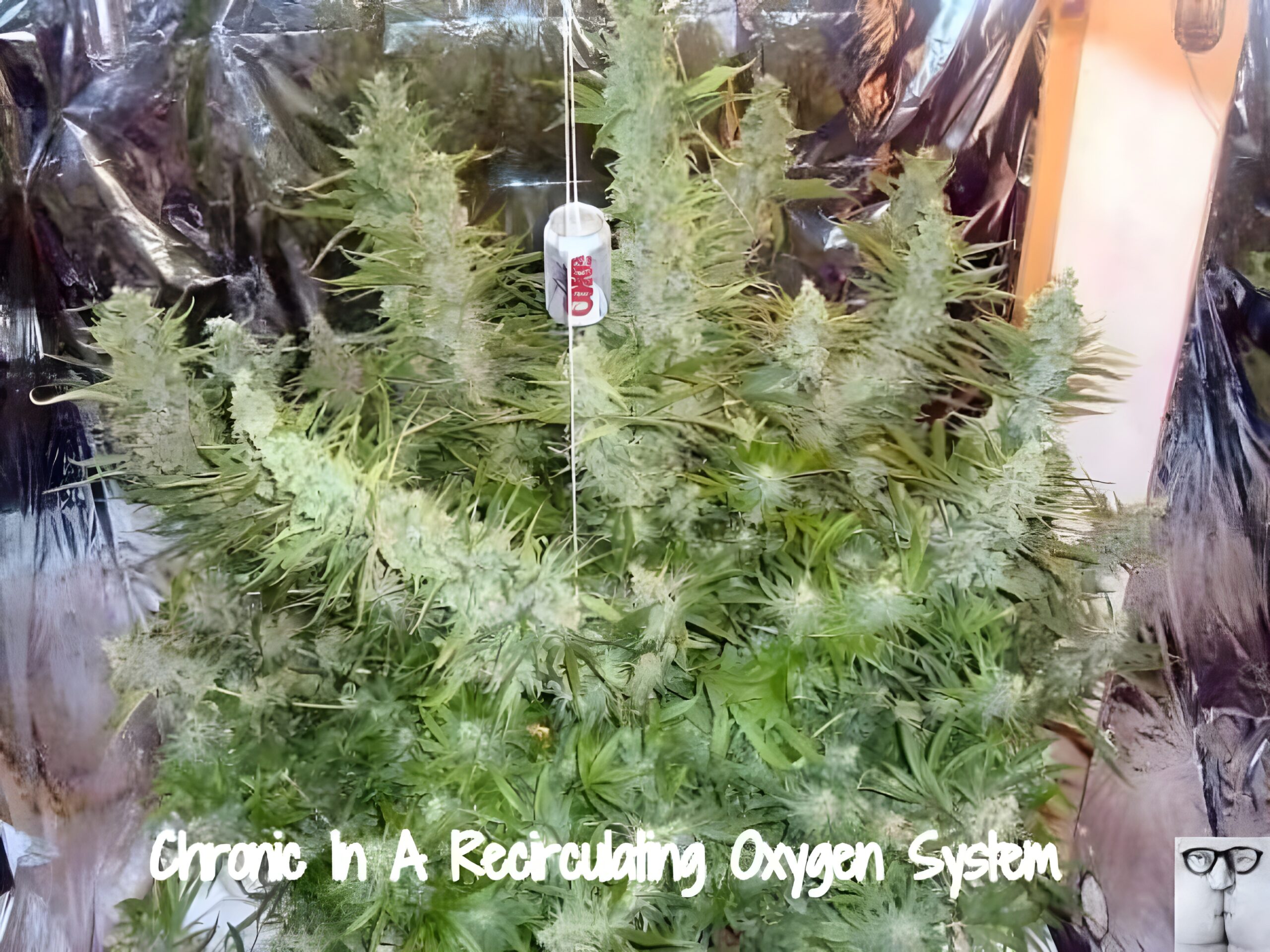 Recirculating DWC Chronic cannabis plant in modified grow tub. Heath Robinson