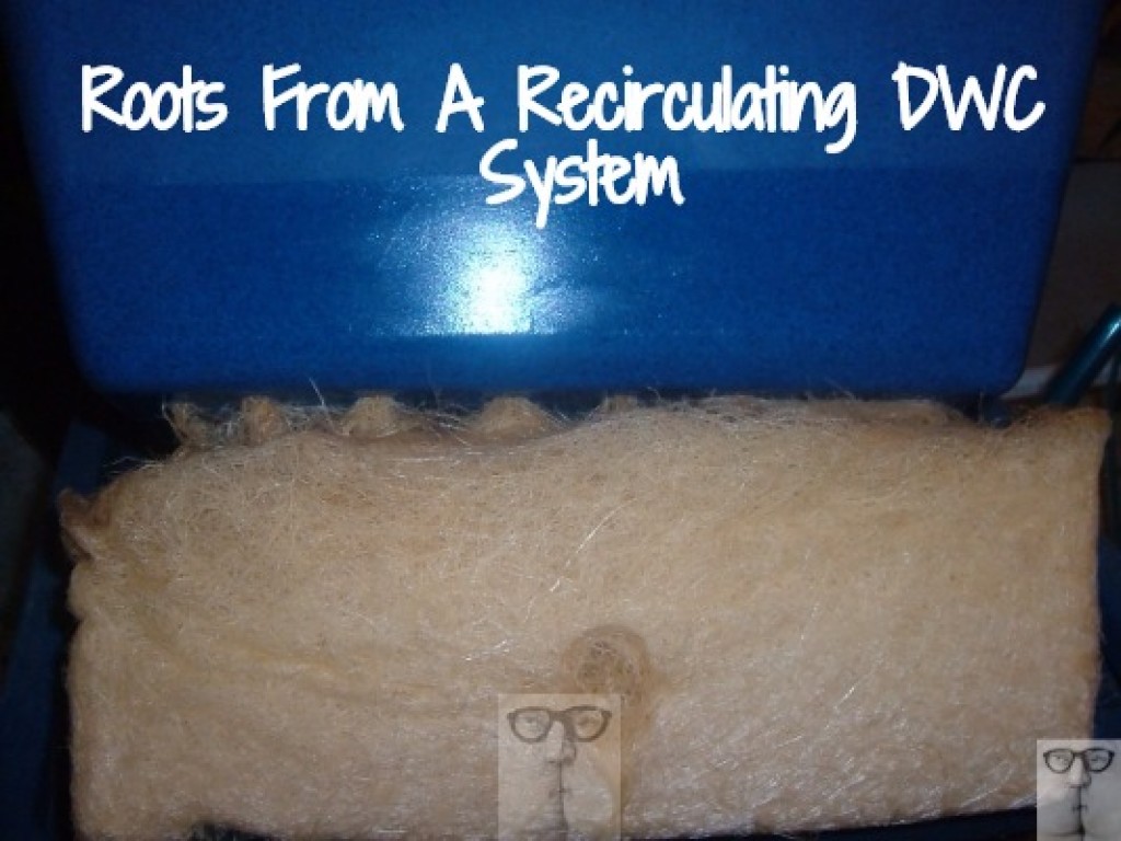 dwc recirculating roots