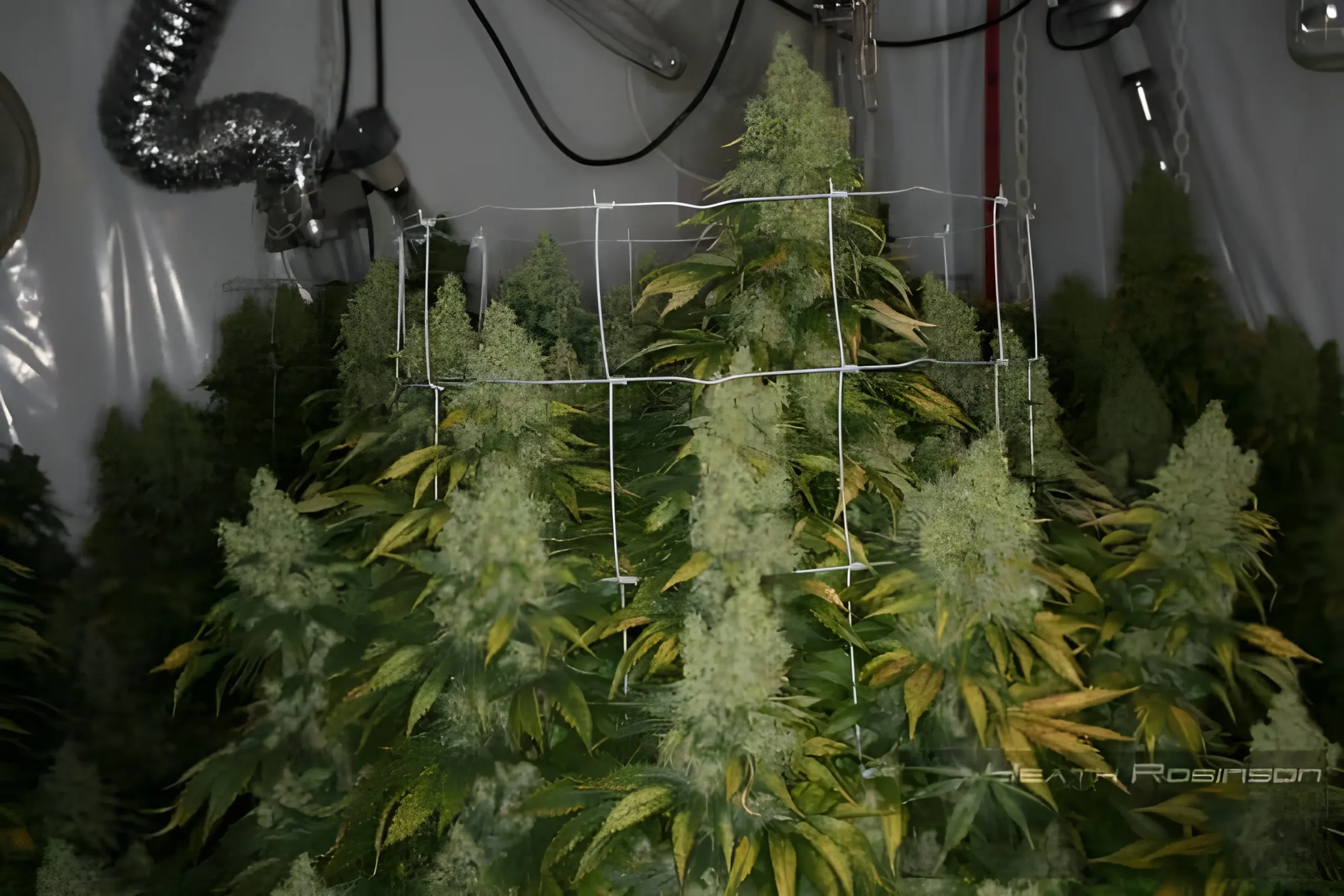 Lush cannabis plants with dense foliage supported by a white trellis in an indoor grow tent. Heath Robinson grow