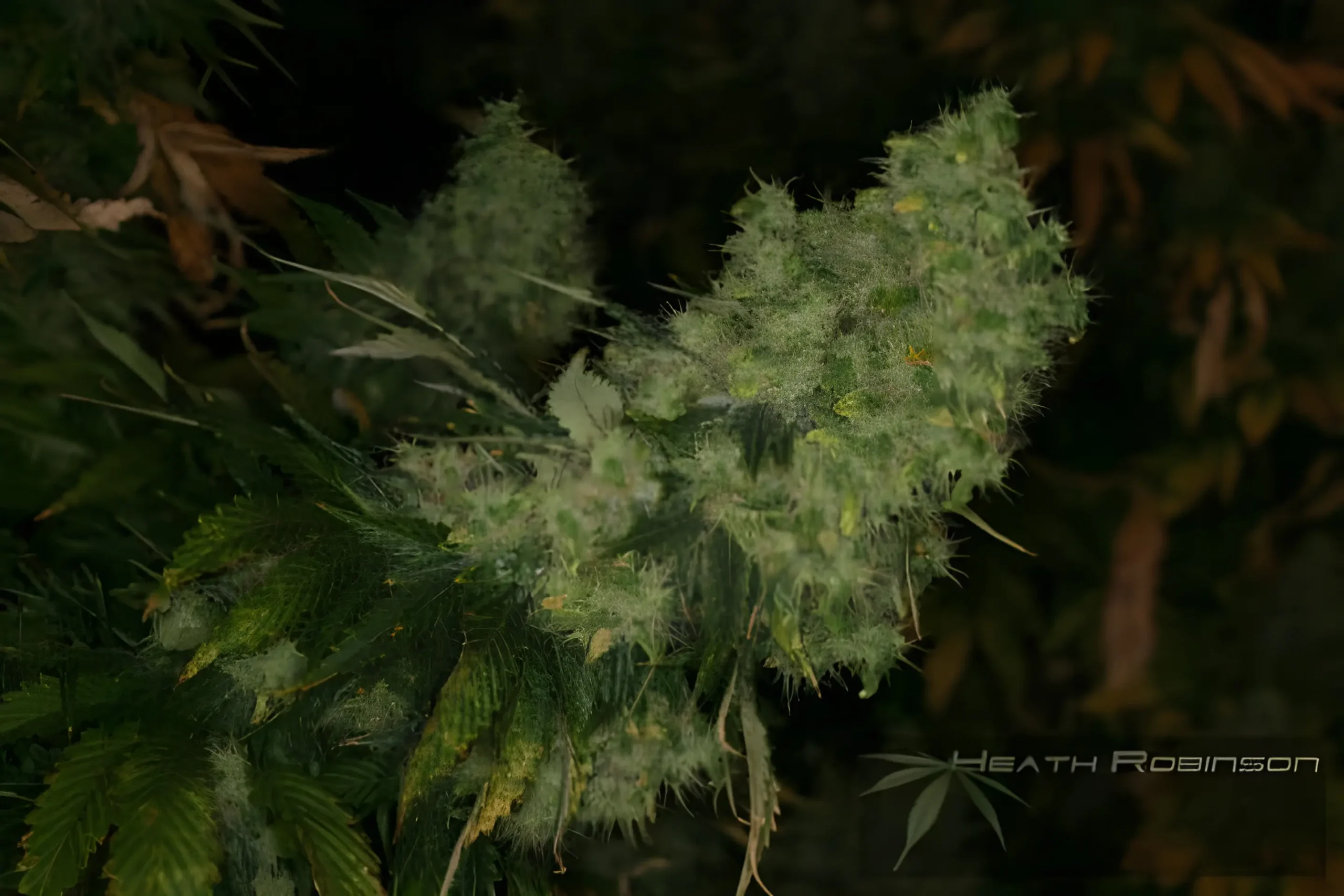 Close-up of cannabis bud with intricate trichomes against dark foliage Heath Robinson