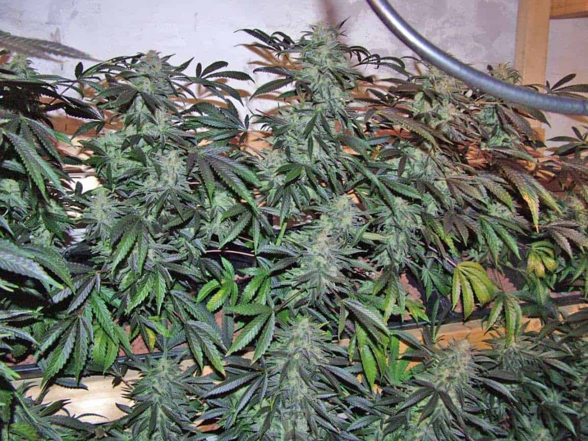 Vertical cannabis grow 7 weeks 12/12 SOG
