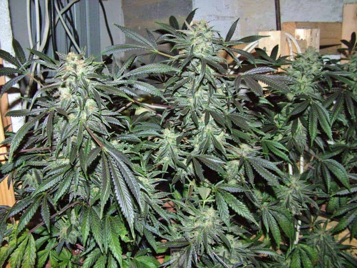 Heath Robinson Vertical cannabis grow 7 weeks 12/12 SOG