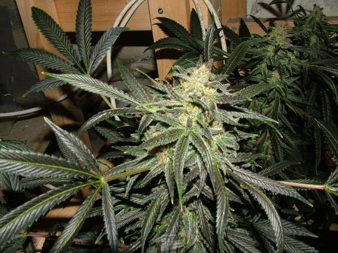 Heath Robinson Vertical cannabis grow 7 weeks 12/12 SOG
