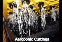 Aeroponic Cuttings