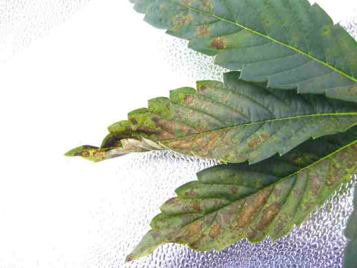 Cannabis Phosphorus deficiency on leaf