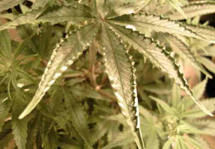 Cannabis heat stress on leaf