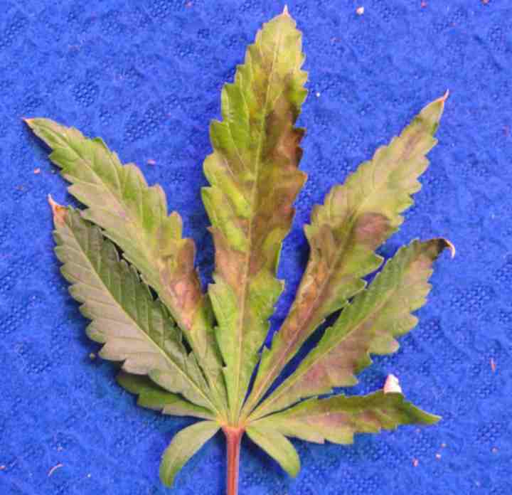 Phosphorus deficiency on cannabis leaf