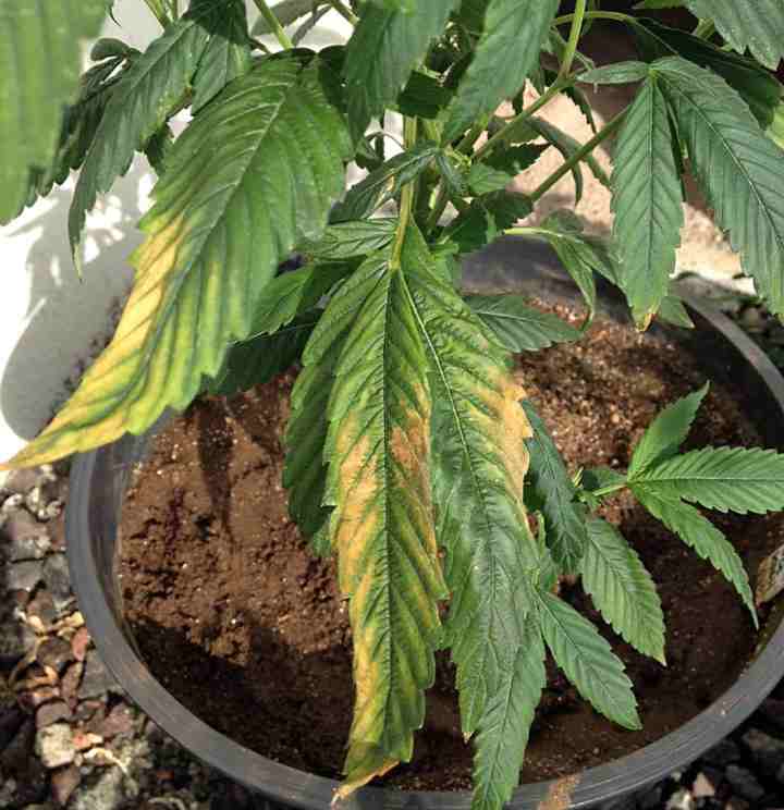 Potassium Deficiency. on cannabis plant