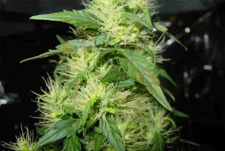 boron deficiency on cannabis bud