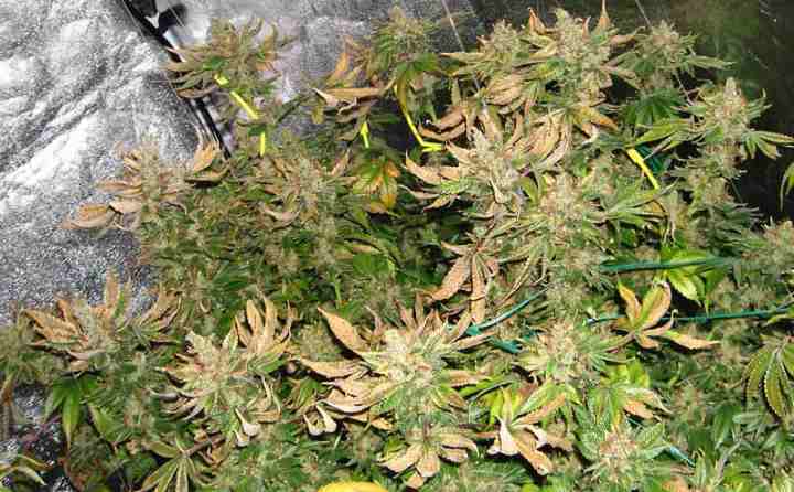 crispy cannabis leaves due to heat stress