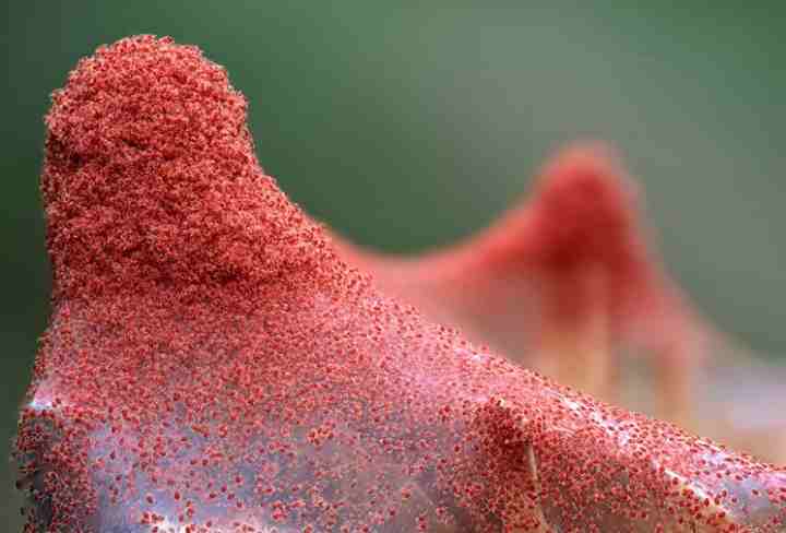 red spider mites covering leaf