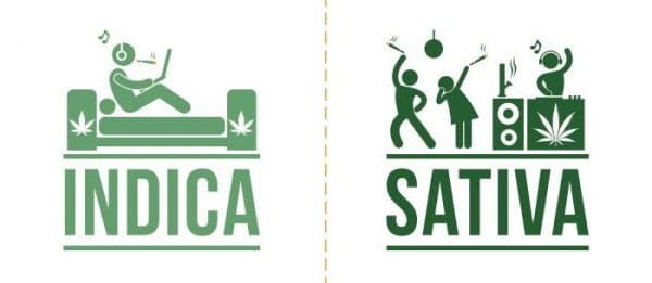 Once and For All Here is the Scoop on Sativa and Indica