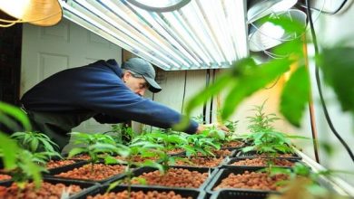 Introduction to Starting Your First Hydroponic Cannabis Grow