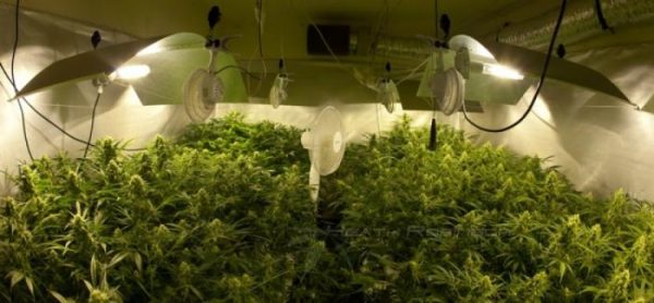 Grow Lights For Marijuana, Part 2 Yield vs. Quality