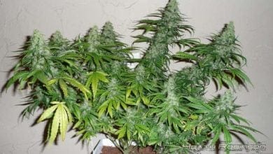 Best grow lights for indoor cannabis growing