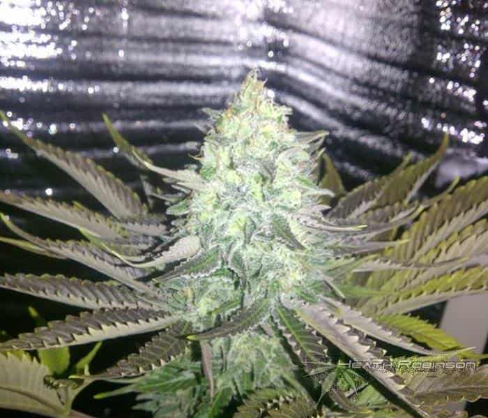 Cannabis Flowering Stage week 6