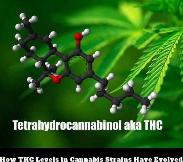 How THC Levels in Cannabis Strains Have Evolved