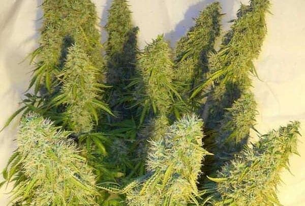 What is a F1 Hybrid? Cannabis Genetics Explained