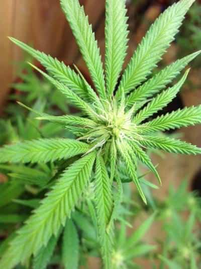 Cannabis Flowering Stage week 2