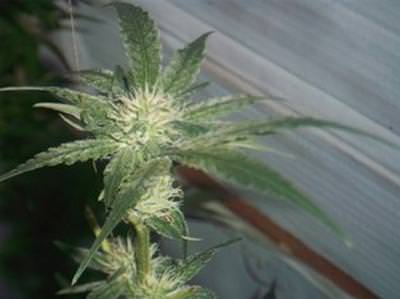 Cannabis Flowering Stage week 4