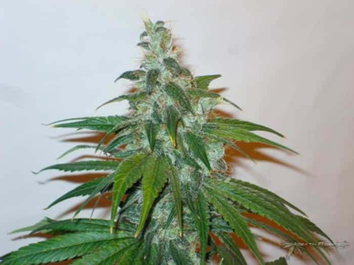 Cannabis Flowering Stage week 8