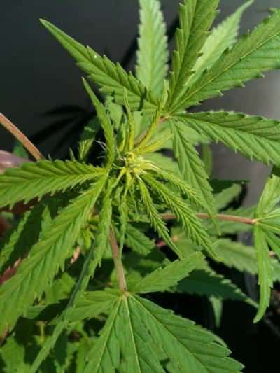 Cannabis Flowering Stage week 1