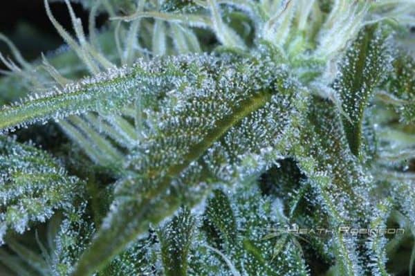 trichomes or resin crystals