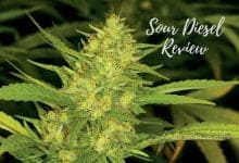 Sour Diesel Strain Review