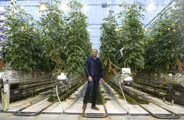 Danish tomato farmer aims to be Europe’s biggest producer of medicinal cannabis