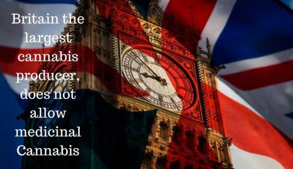 Britain the largest cannabis producer, does not allow medicinal Cannabis